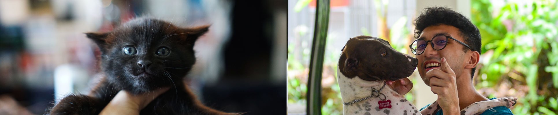 adoption fees adoption fees