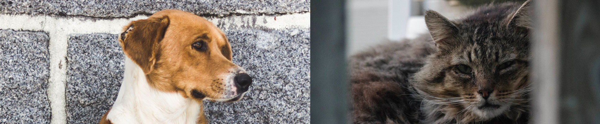 animal welfare animal welfare