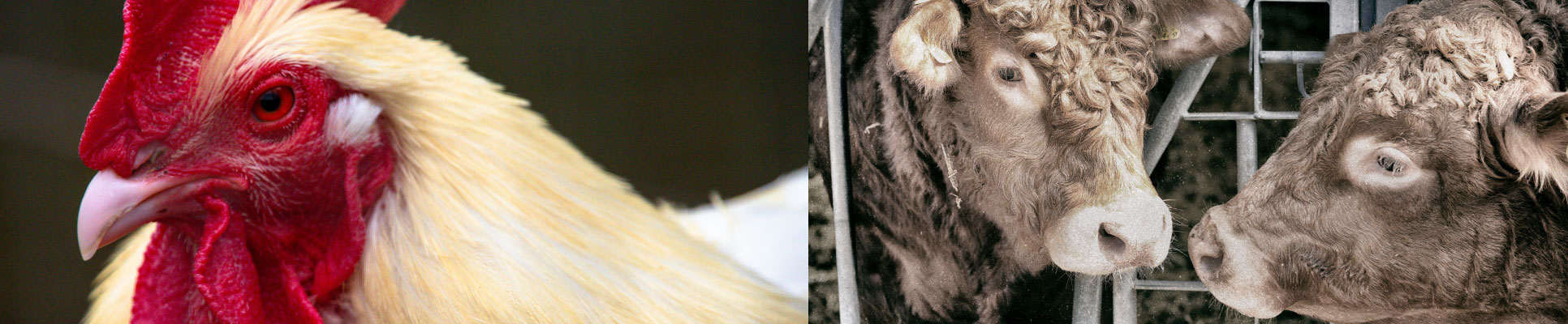 campaign farm animal campaign farm animal