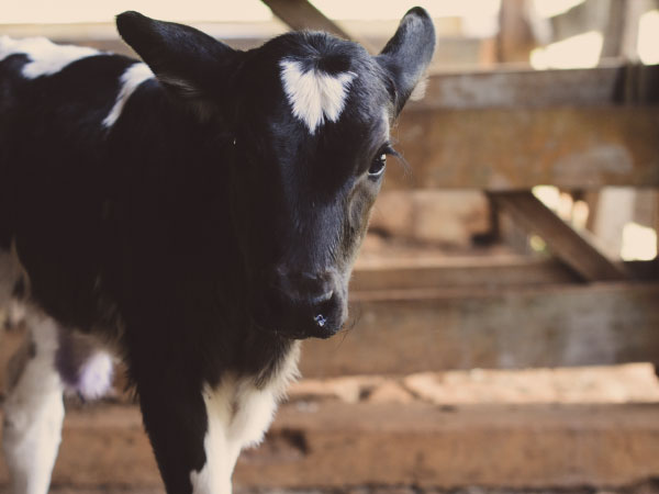 farm animal welfare farm animal welfare