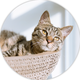 forever homes forever homes