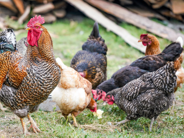 selangor farm animal selangor farm animal