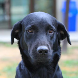 spca take me home ch spca take me home ch