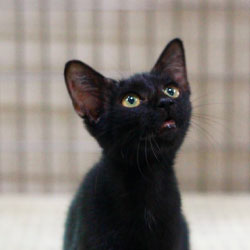 spca take me home ph spca take me home ph