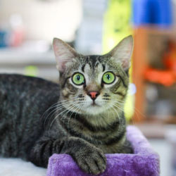 spca take me home ro spca take me home ro